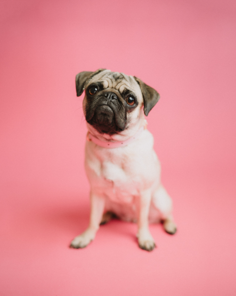 Pug Pet Dog Photography on a Pink Background